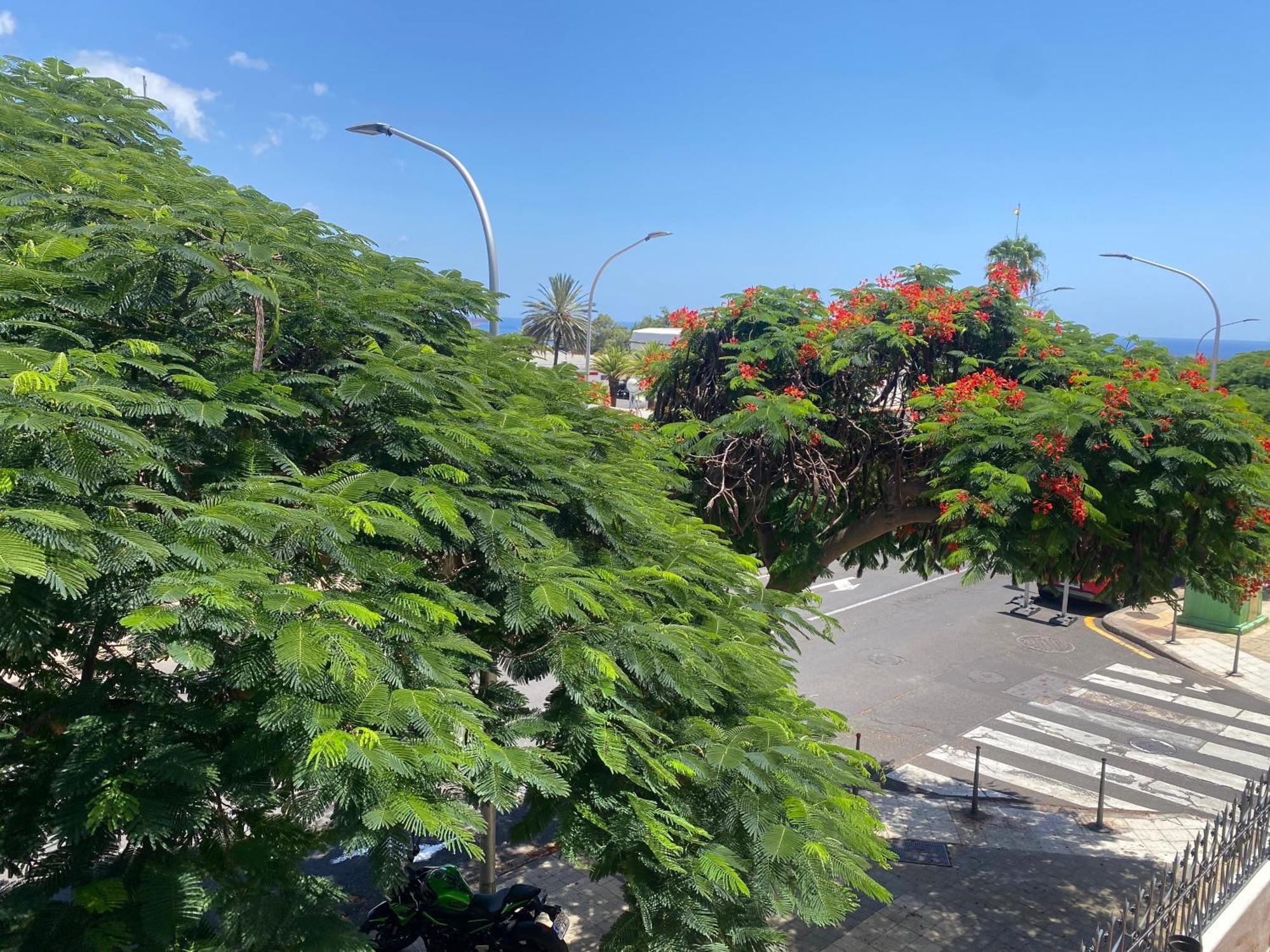Santa Cruz De Tenerife Toscal מראה חיצוני תמונה